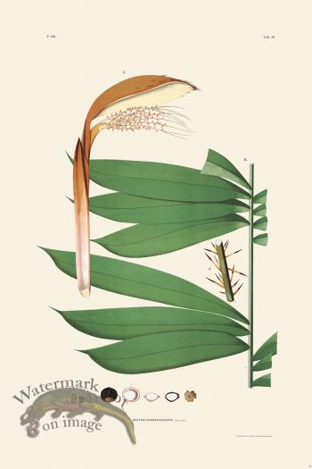 Rodrigues Palm Front 026